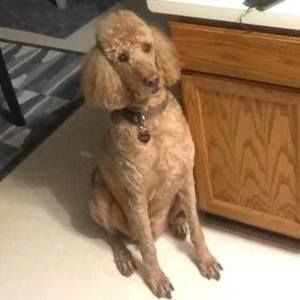 Meet your Posher, Nancy